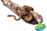 Centralian Carpet Python (Bredli)