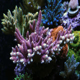 Acropora - Amazing Amazon