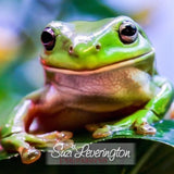 Adult Green Tree Frogs - Amazing Amazon