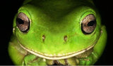 Adult Green Tree Frogs - Amazing Amazon