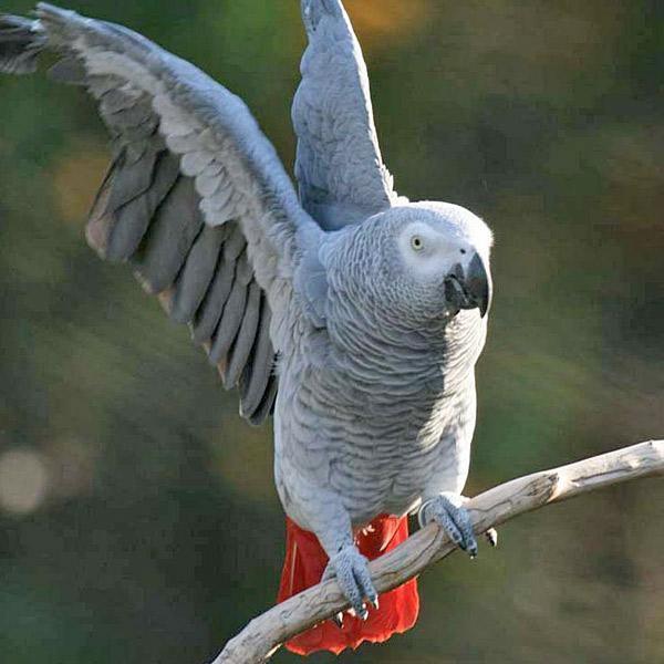 African Grey Parrot - Amazing Amazon