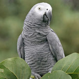 African Grey Parrot - Amazing Amazon