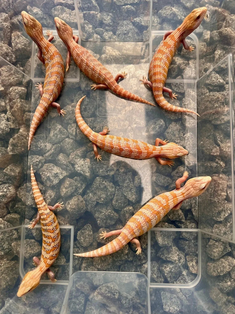 Albino Blue Tongue Lizard Skink - Amazing Amazon
