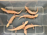 Albino Blue Tongue Lizard Skink - Amazing Amazon