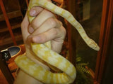 Albino Darwin Carpet Python - Amazing Amazon