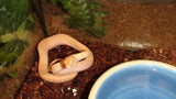 Albino Darwin Carpet Python - Amazing Amazon