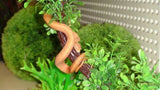 Albino Darwin Carpet Python - Amazing Amazon