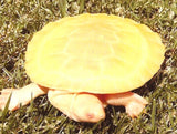 Albino Murray River Turtles - Amazing Amazon