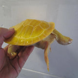 Albino Murray River Turtles - Amazing Amazon