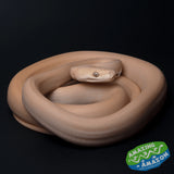 Albino Olive Pythons - Amazing Amazon