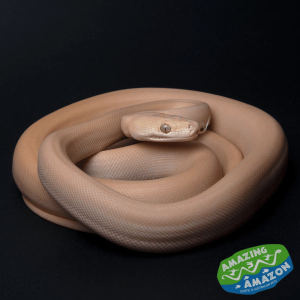 Olive Python Human albino-olive-pythons-amazing-amazon-1_grande.png?v=1694420523
