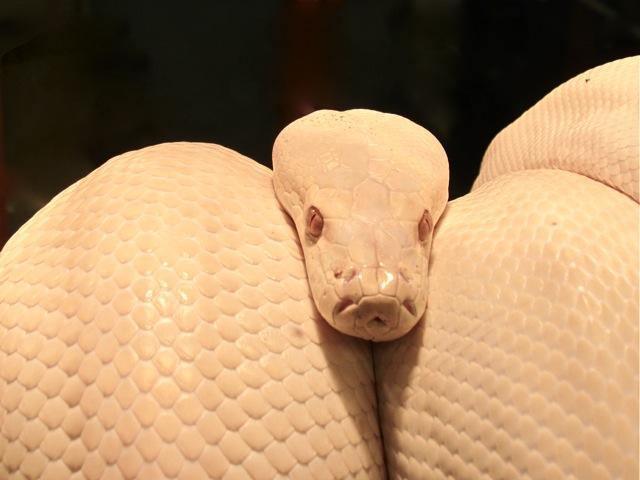 Albino Olive Pythons - Amazing Amazon