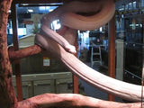 Albino Olive Pythons - Amazing Amazon