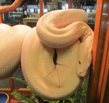 Albino Olive Pythons - Amazing Amazon