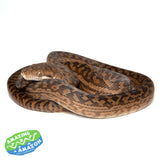 Amethystine (Scrub) Python - Amazing Amazon