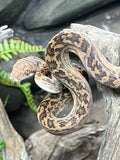 Amethystine (Scrub) Python - Amazing Amazon