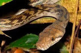 Amethystine (Scrub) Python - Amazing Amazon