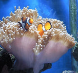 Anenomes - Amazing Amazon