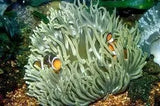 Anenomes - Amazing Amazon
