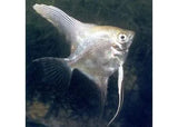 Angelfish - Amazing Amazon