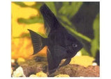 Angelfish - Amazing Amazon