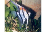 Angelfish - Amazing Amazon