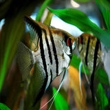 Angelfish - Amazing Amazon