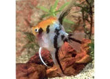 Angelfish - Amazing Amazon