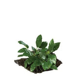 Anubias on Wood Live Plant on Driftwood Small - Amazing Amazon