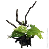 Aqua One Ecoscape Driftwood Ornament Devils Ivy - Amazing Amazon