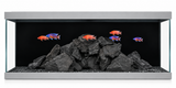 Aqua One Radiance 6 Aquarium with colorful fish and black rock scape