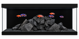 Aqua One Radiance 6 Aquarium with black rocks and colorful African cichlid fish