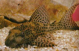 Aquarium Cleaning Fish - Amazing Amazon