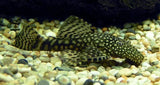Aquarium Cleaning Fish - Amazing Amazon