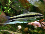 Aquarium Cleaning Fish - Amazing Amazon