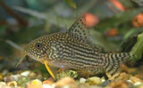 Aquarium Cleaning Fish - Amazing Amazon