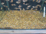 Aquarium Gravel Brown 6mm - Amazing Amazon