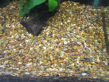 Aquarium Gravel Brown 6mm - Amazing Amazon