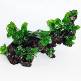 Aquarium Ornament Driftwood with Plants XXL - Amazing Amazon