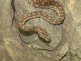 Aussie Pythons - Amazing Amazon