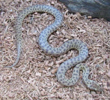 Aussie Pythons - Amazing Amazon