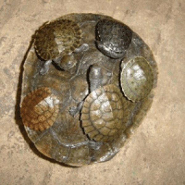 Australian Baby Turtles Melbourne - Amazing Amazon