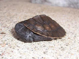 Australian Baby Turtles Melbourne - Amazing Amazon