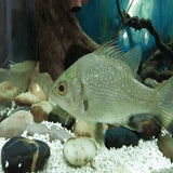 Australian Bass - Amazing Amazon