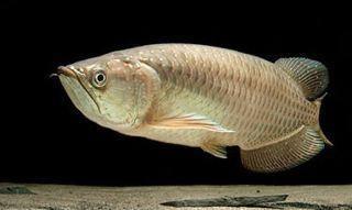 Australian Native Fish - Amazing Amazon