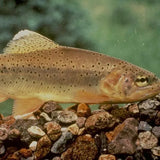 Australian Native Fish - Amazing Amazon