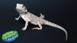 Baby Bearded Dragons - Amazing Amazon