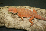 Baby Bearded Dragons - Amazing Amazon