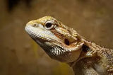 Baby Bearded Dragons - Amazing Amazon