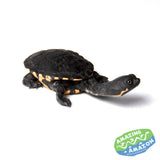 Baby Eastern Long-Necked Turtles - Amazing Amazon